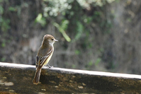 Myiarchus magnirostris